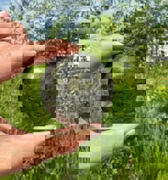 Zeige Details für Labradorit Puffy Disc 55mm Bild von Labradorit Puffy Disc 55mm