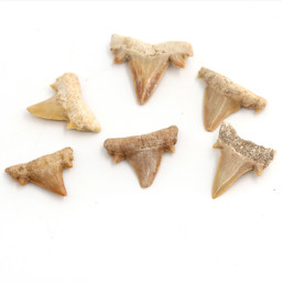 Vedere dettagli per Denti di squalo fossili di circa 2-3 cm provenienti dal Marocco Immagine di Denti di squalo fossili di circa 2-3 cm provenienti dal Marocco