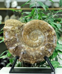 Bild von Ammonit Stufen, 15.67Kg., Frankreich