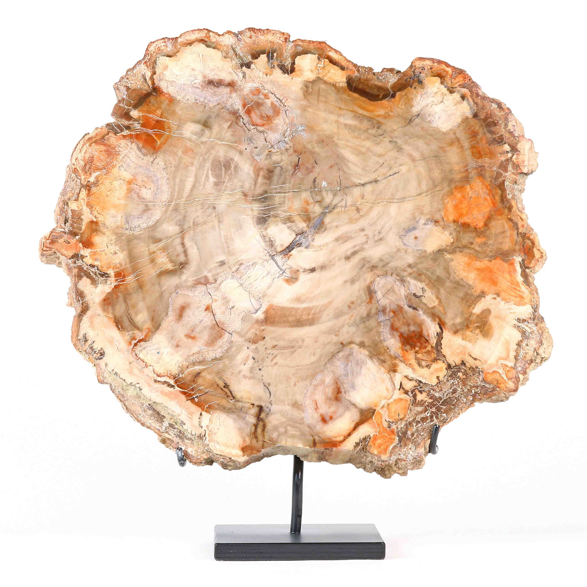 Immagine di Disco di legno fossile in mostra