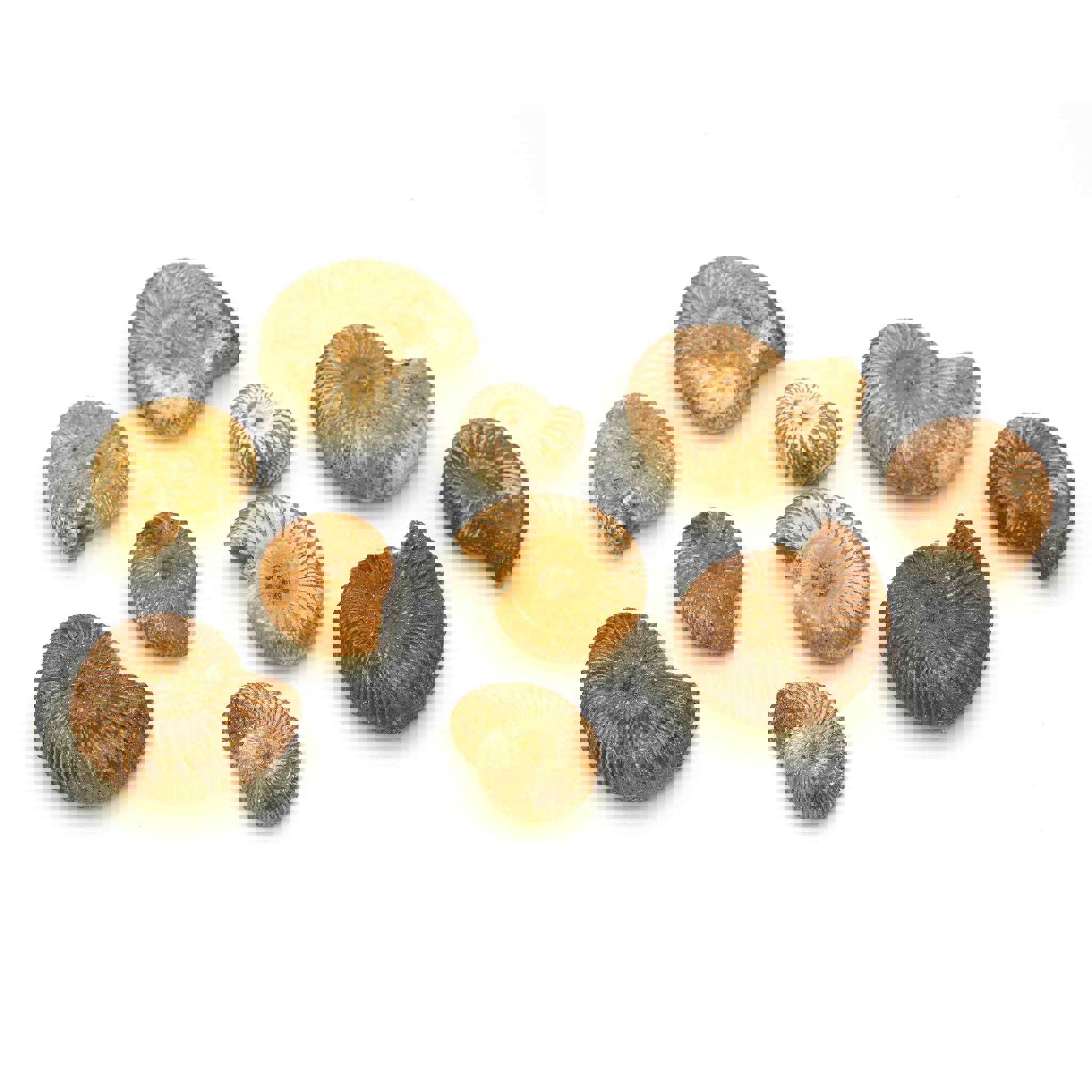 Image de Ammonite du Maroc petite env. 16-35mm