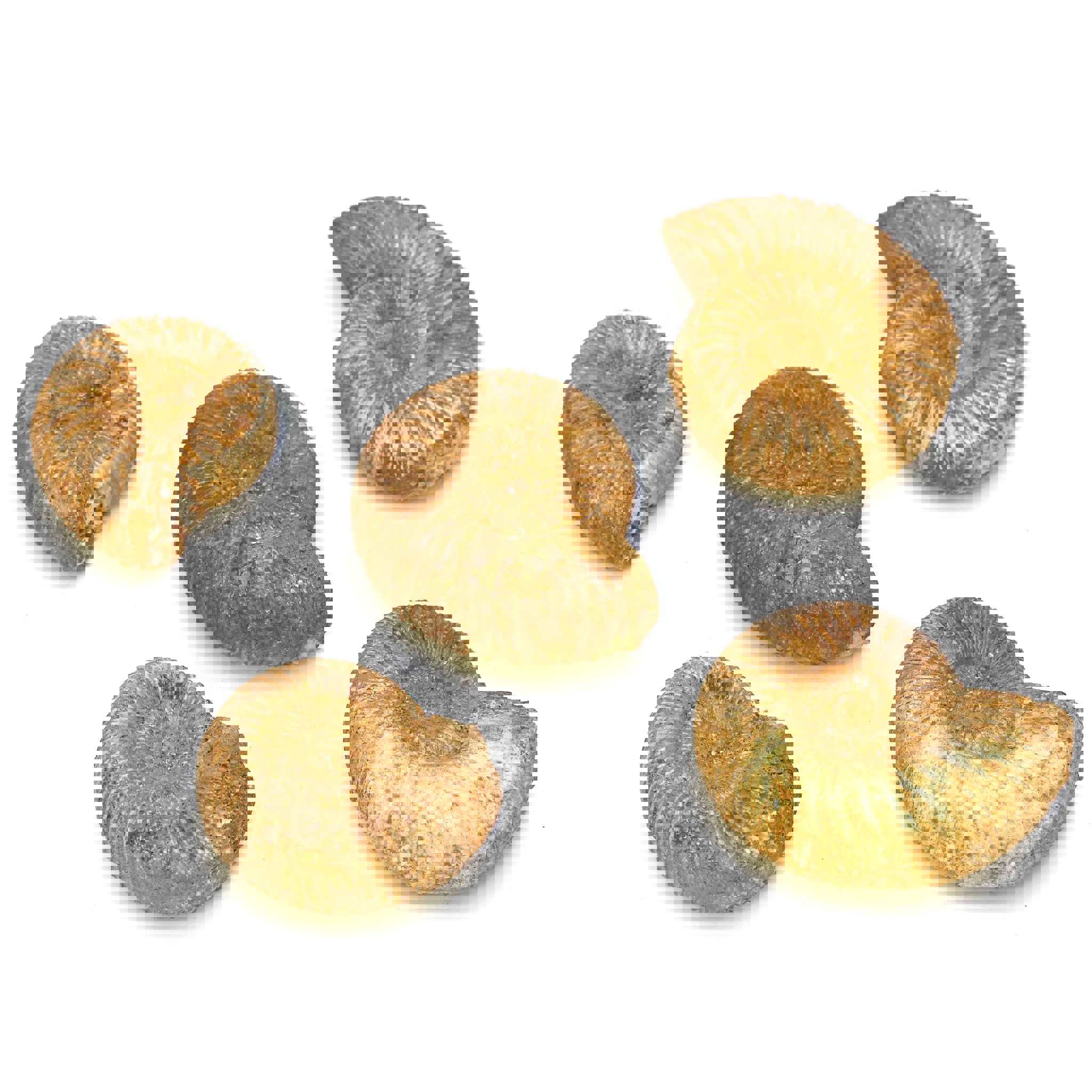 Image de Ammonite marocaine moyenne env. 35-45mm