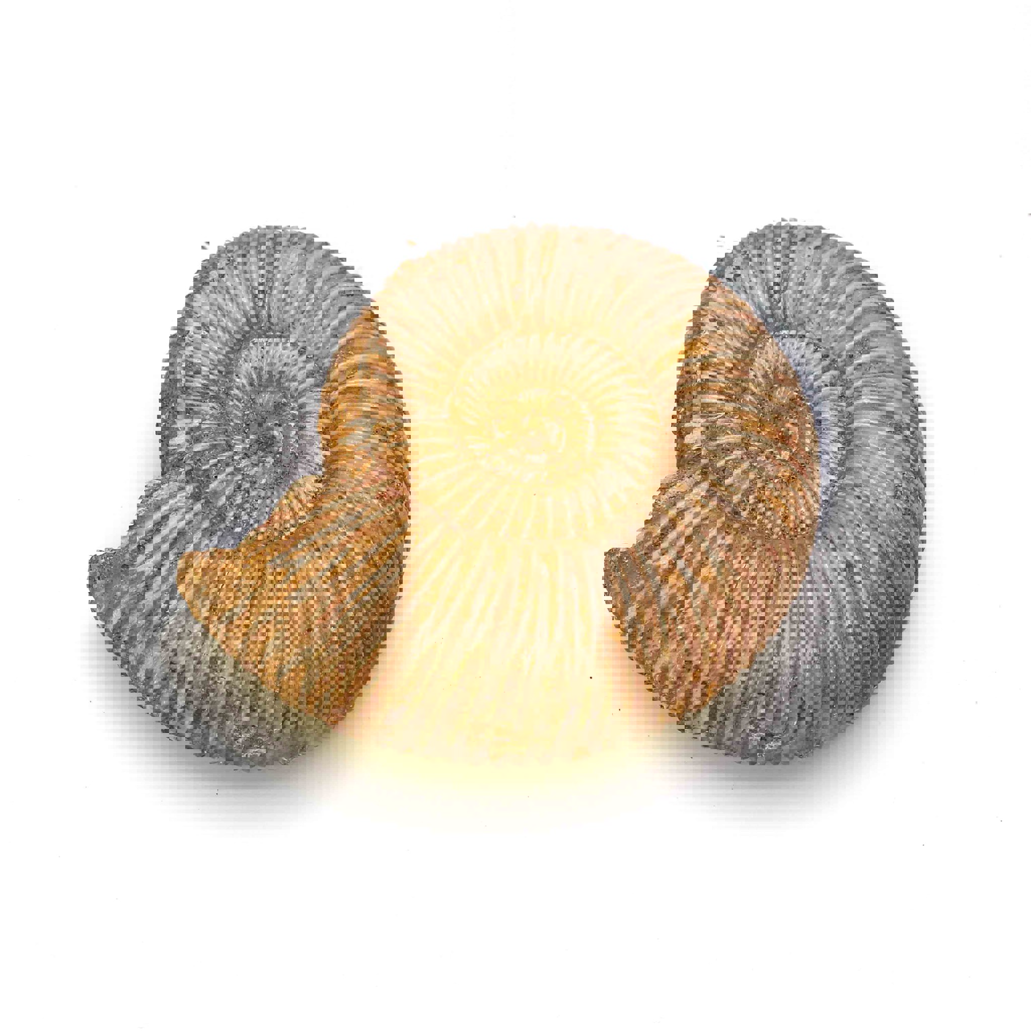 Image de Ammonite Maroc